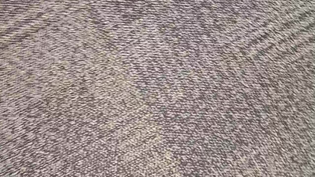 Fight at the library