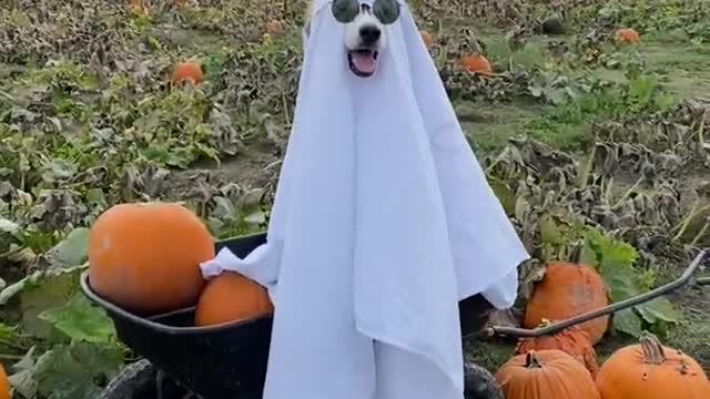 Funny dog😍😍