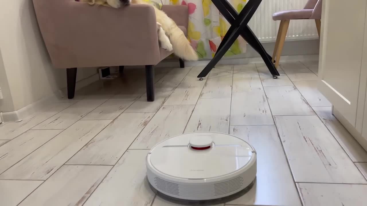 Funny Golden Retriever Reacts to Robot Vacuum Dreame D9!