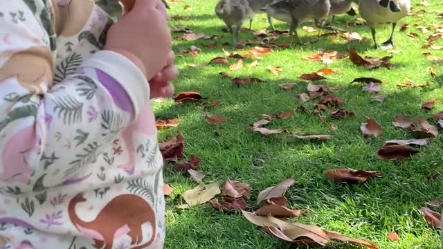 When Your Daughter Gets Smacked by a Hangry Goose