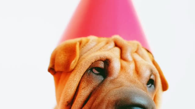 A Cute Wrinkled Puppy with a Party Hat