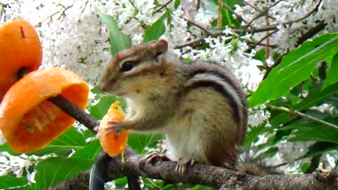 Chipmunk