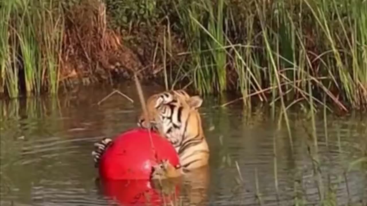 Siberian tiger enjoying little piece of heaven