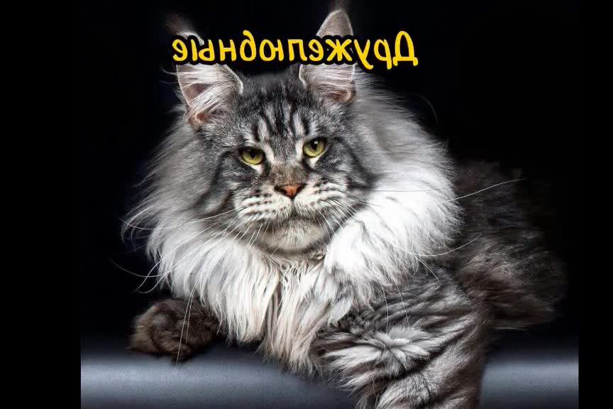 The Internet's Funniest Cat Video is Here