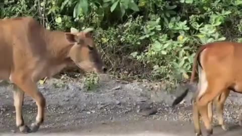 Cows on the road