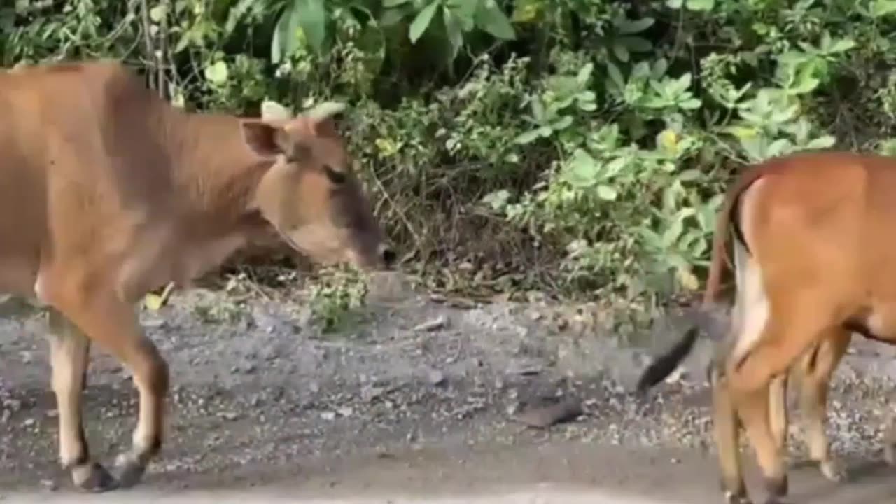 Cows on the road