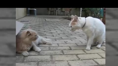 Funny Cats Arguing - Cats Talking To Each Other Compilation || NEW HD