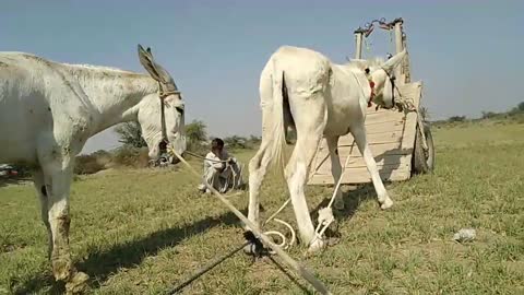 #Pakistan-mini-mountain #area #animal