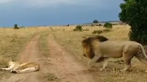 Même les animaux s'amusent à se faire peu😂😂😂r_joy