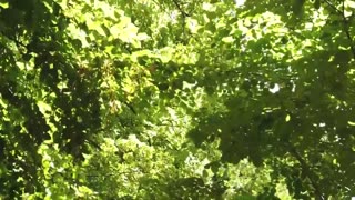 Relaxing Music - Healing Music - Meditation Music