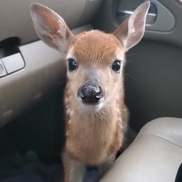 Fawn Bleats After Being Rescued 1080p