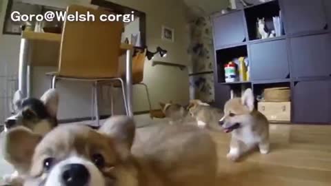 Adaroble cute slow motion corgi 🥰