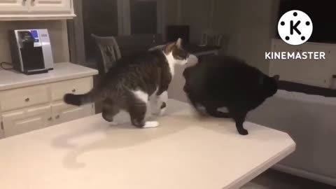 Cute cats fighting 01