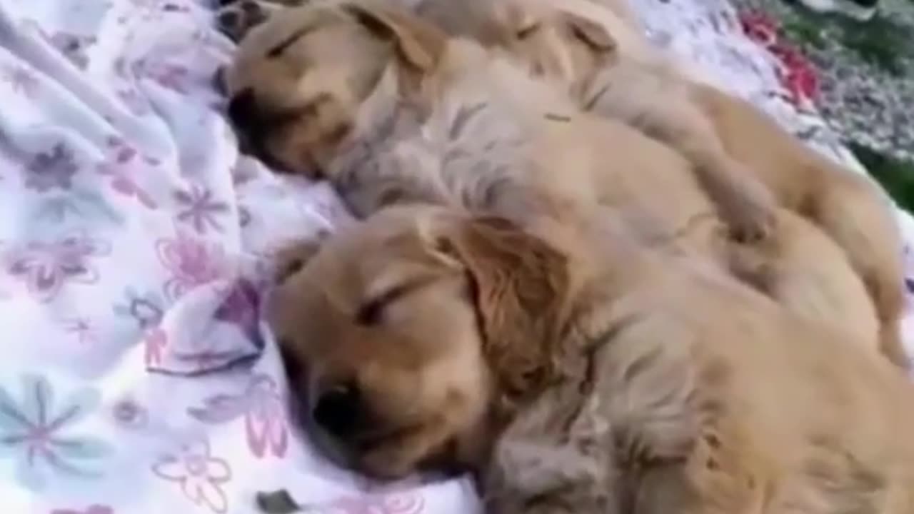 Cute Puppies So Cute Baby Dog