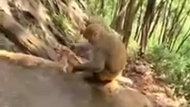 Monkey video