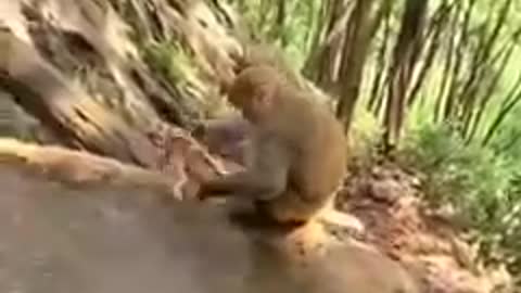 Monkey video