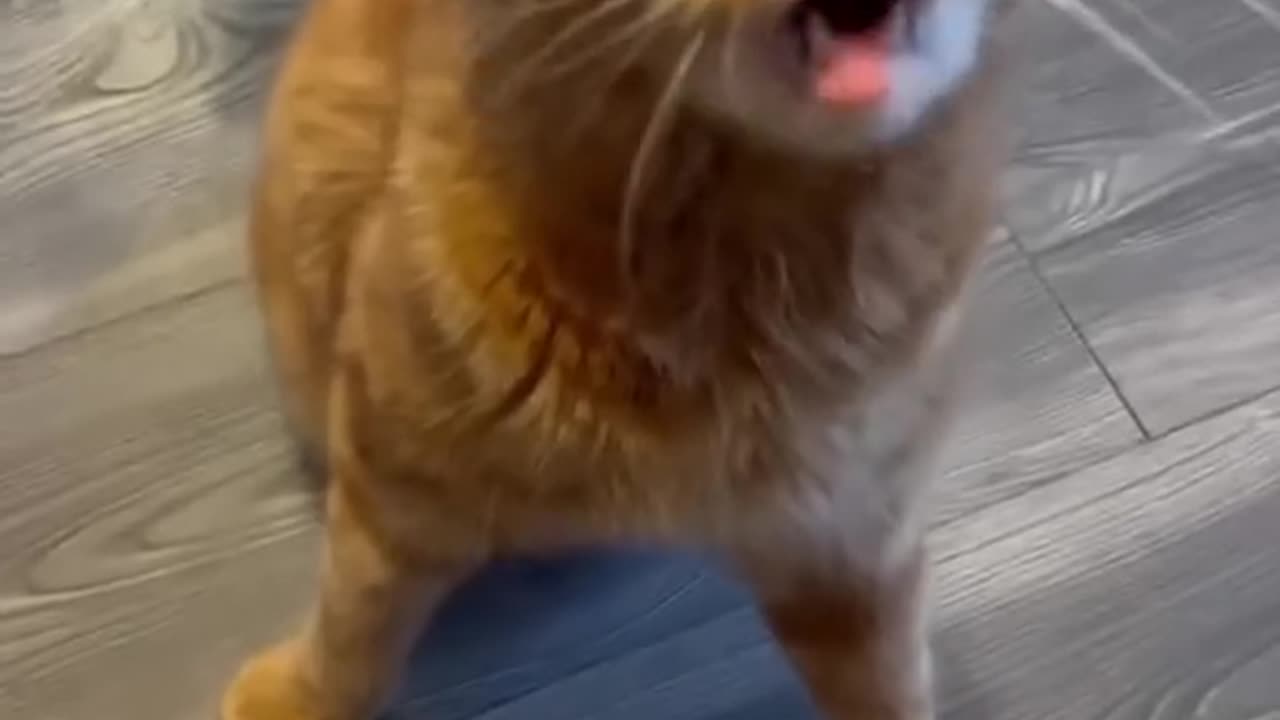 Funny Cat Voice 😂 | Cat Lovers 😍