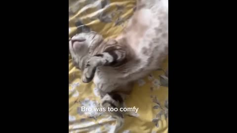 #funny#cat 😁😁0508