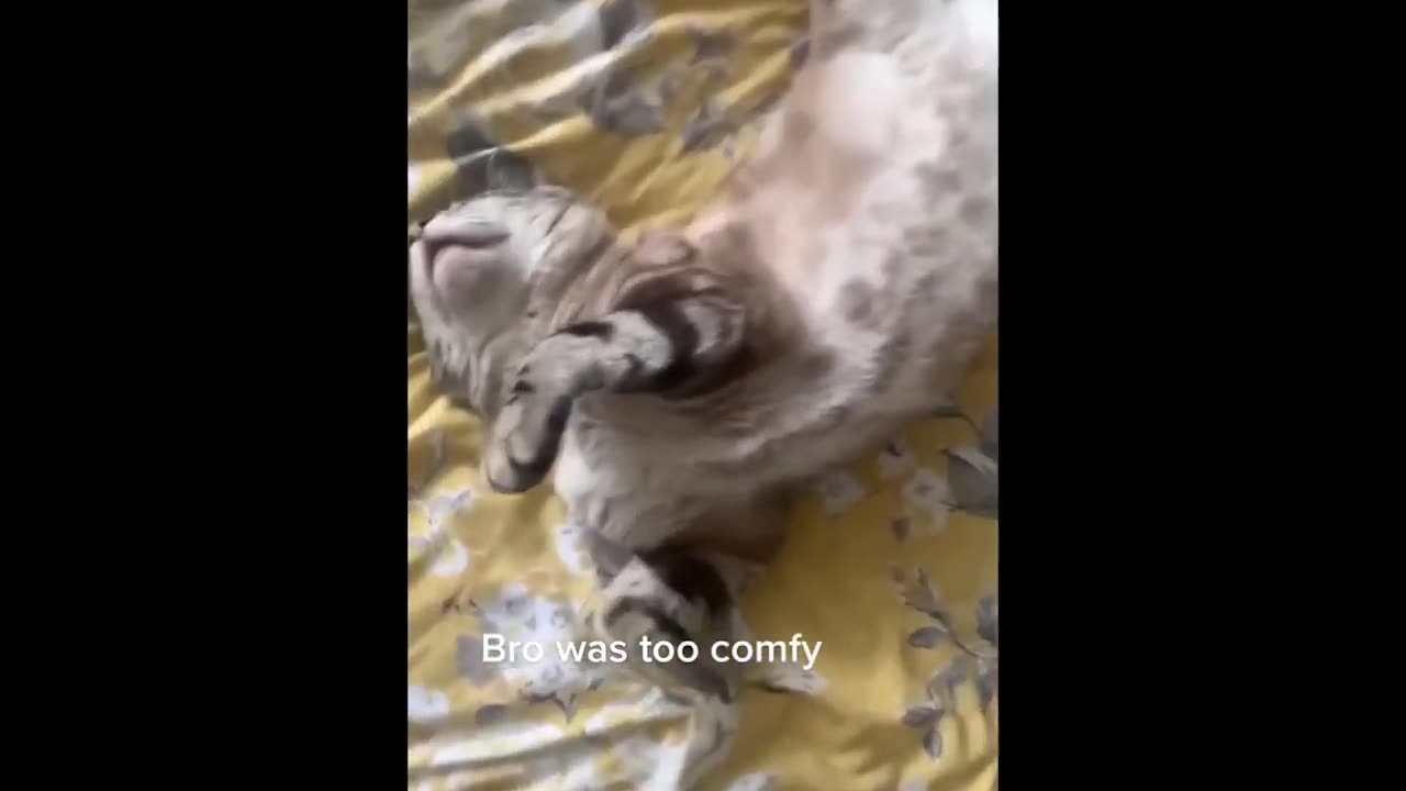 #funny#cat 😁😁0508