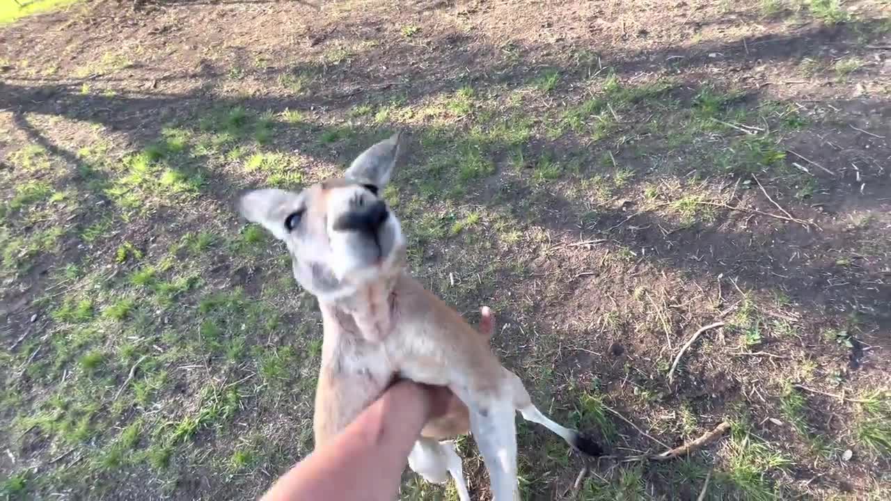 How to Fight a Kangaroo (and talk to eggs)10