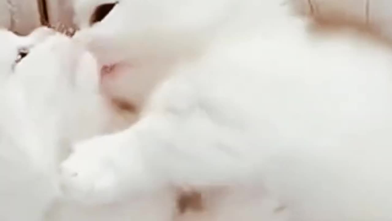 Baby's cat loveing mom