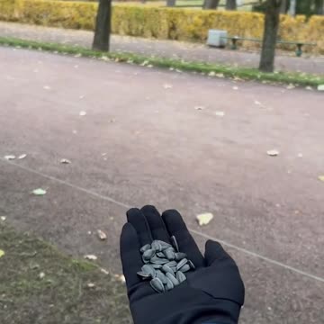 feeding beautiful birds 🐦