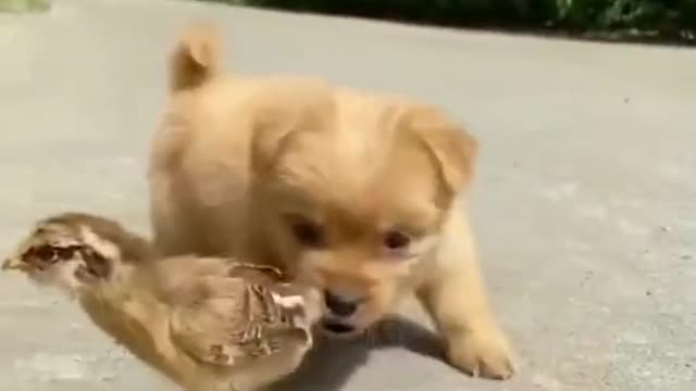 Adorably Cute Puppy and Baby Bird Are The Best of Friends