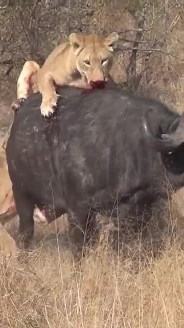 3 Lions Bring Down Buffalo