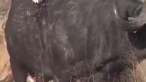3 Lions Bring Down Buffalo
