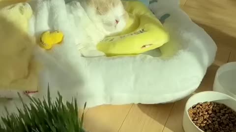 Cute and Funny TikTok Animal Videos You Can't Resist