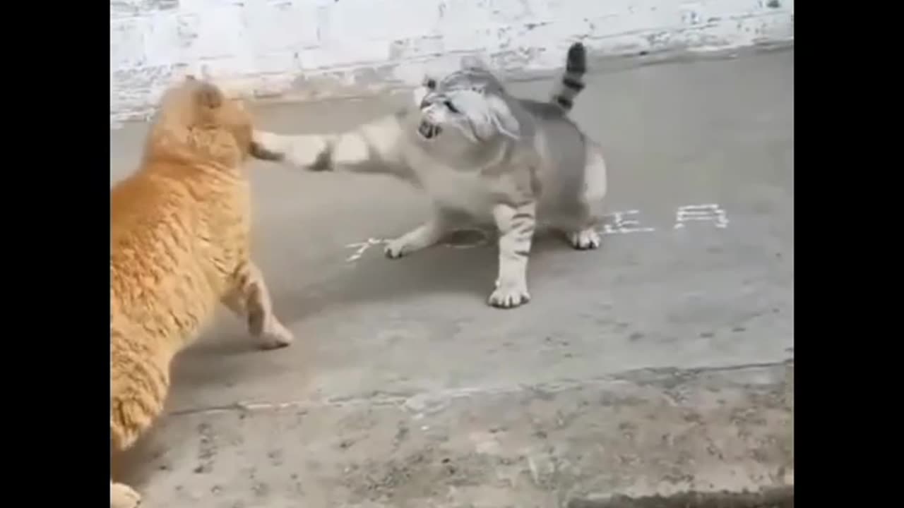 Funny animal video cat fighting video