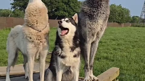 He knew he lost at the end I can’t stop laughing #dogtrainer #wolf #husky