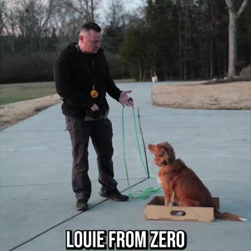 Can You Guess This Dog’s Breed?