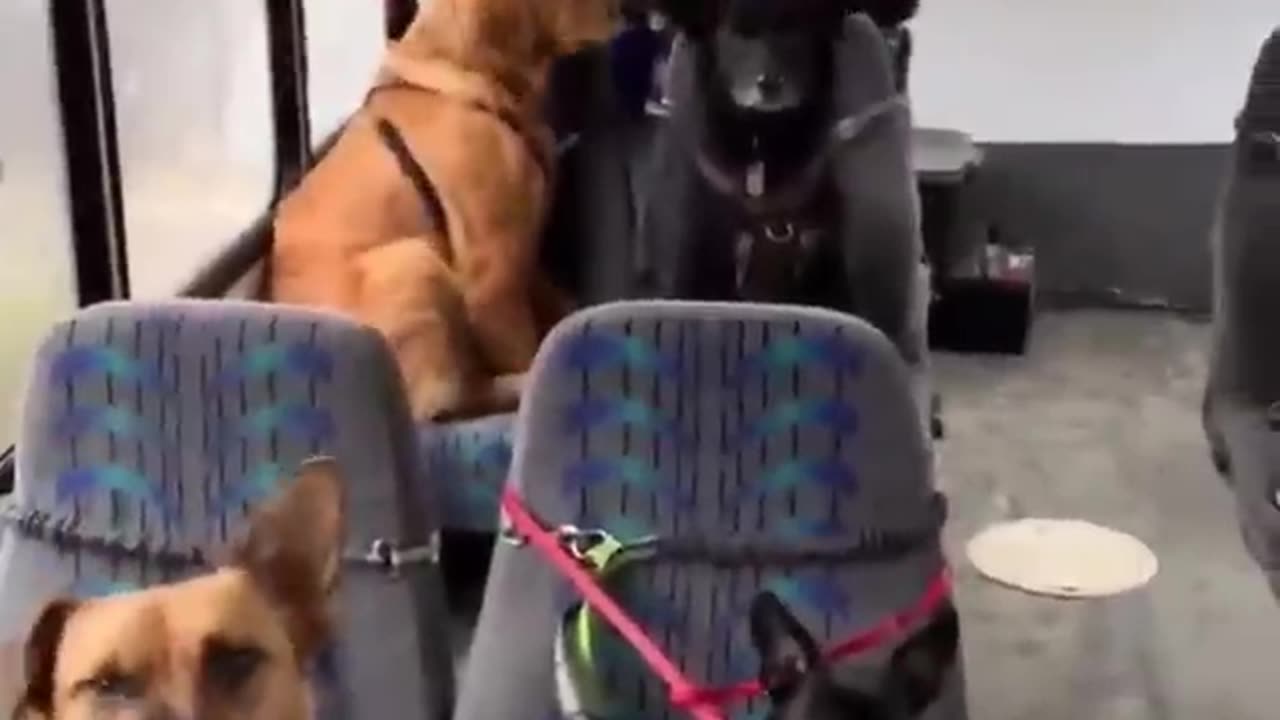 Funny Puppy 🤣🤣 Dogs