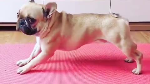 FUNNY DOG