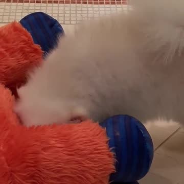 KAMUKTe8CYRMPfvtMd7Nm9