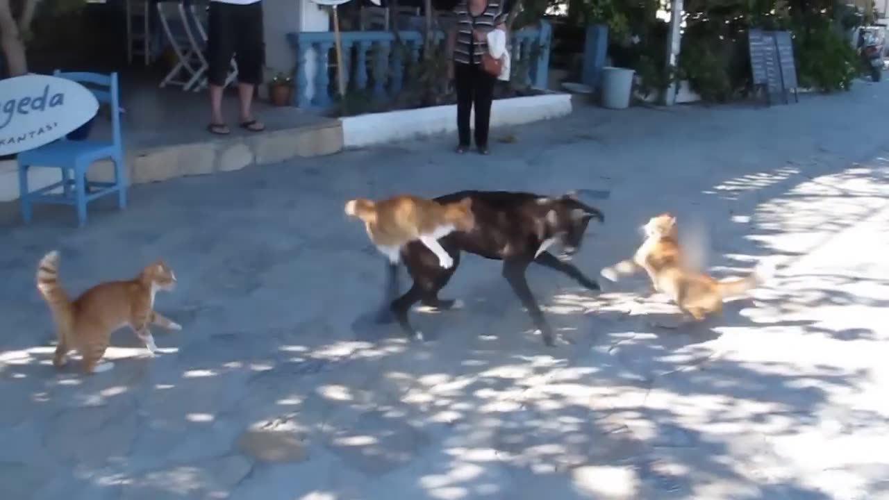 1 dog x 4 cats fight