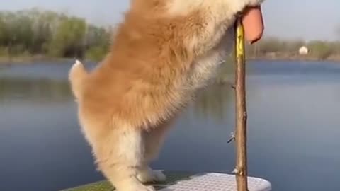 Cute and adorable dog play himself funny video