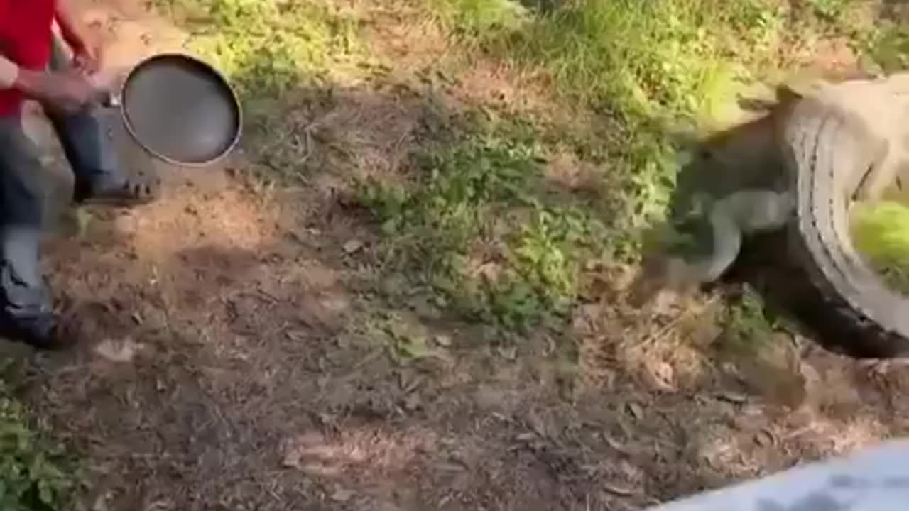 Croc vs Pan