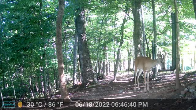 The Woods - 06/19/2022