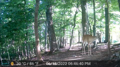 The Woods - 06/19/2022
