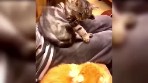 funny cat video :can't stop laughing 😂😂