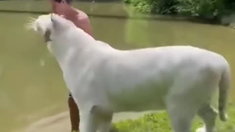 Animals trending video