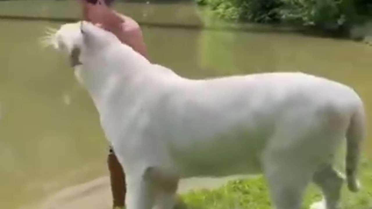 Animals trending video