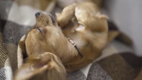 adorable funny dog chihuaha sleeps on plaid, a person's hand strokes a sleepy pet