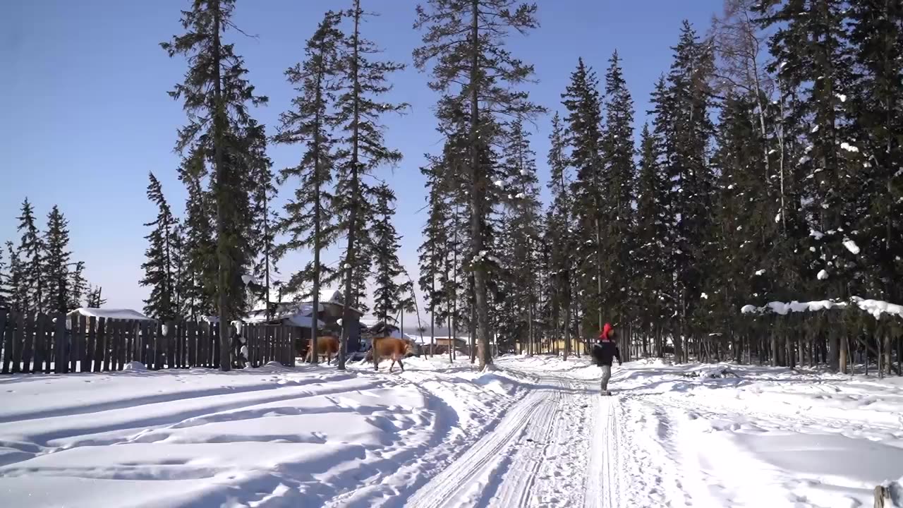 Farming at -71°C (-95°F) | Yakutia