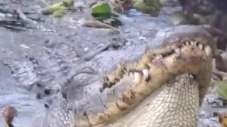 Gator Growl - Mating Call