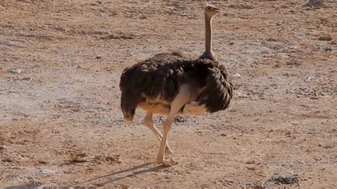 ostrich