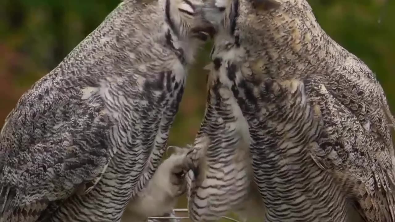 Owls Love