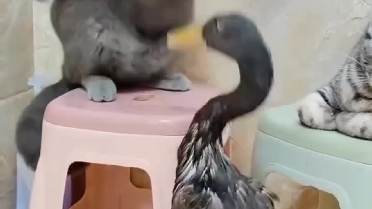 Cats and Duck Fight